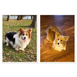 Pembroke Welsh Corgi puppies from Steele Family Farms