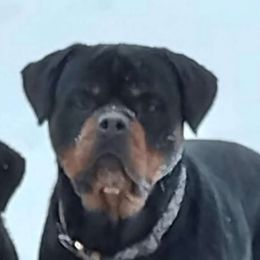 Moose - Rottweiler