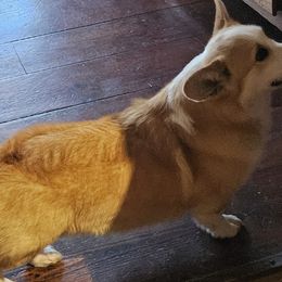 Katie - Pembroke Welsh Corgi