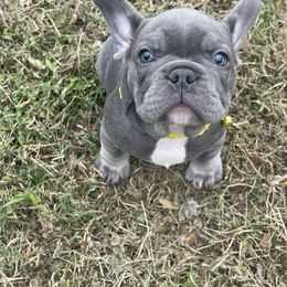 Yellow collar - French Bulldog puppy from West Tennesse Frenchies