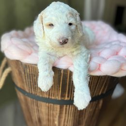 Whipped Cream - Yellow and white female Bernedoodle puppy in Benton, Arkansas from Cozy Creek Doodles