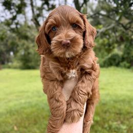Lady Bird - Red female Australian Labradoodle puppy in Wesley Chapel, Florida from GWagz