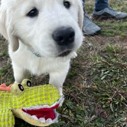 Golden Retriever Puppies from Panhandle PawsNClaws