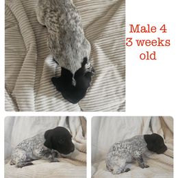 Male 4 - Black and white male German Shorthaired Pointer puppy in Oakland City, Indiana from Cox Family Farms