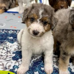 Sugar - Blue merle female Aussiedoodle puppy in Heber City, Utah from Junipersdoodles
