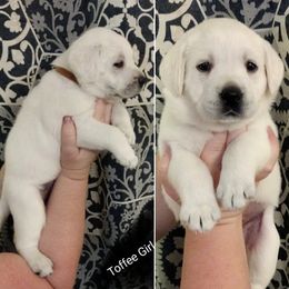 Girl 4 - Labrador Retriever puppy in Texas from Lady D Labradors