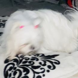 Honey - Shih Tzu