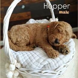 Hopper - Apricot male Goldendoodle puppy in Ringgold, Georgia from Re Family Doodles