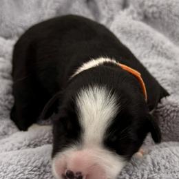 Cash - Black tri-color male Australian Shepherd puppy in Az, Yuma, Arizona from The Southern Dog