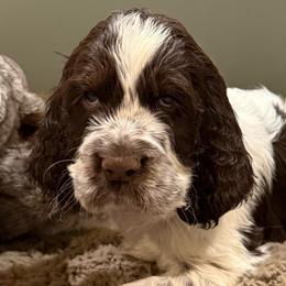 Valentino - Liver and white male English Springer Spaniel puppy in Newport News, Virginia from Sara's English Springer Spaniels