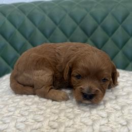 Nala - Red female Cavapoo puppy in Central, Arizona from Desert Valley Doodles