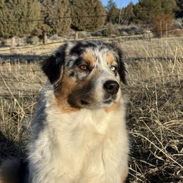 Daffy - Australian Shepherd