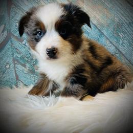 Buck - male Miniature Australian Shepherd puppy in Opelika, Alabama from Haden’s Mini Aussies