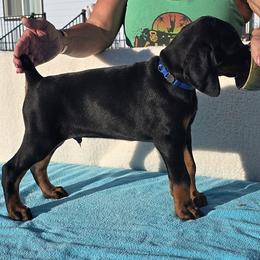 Doberman Pinscher Puppies from Von Traumhaft Shon Dobermans