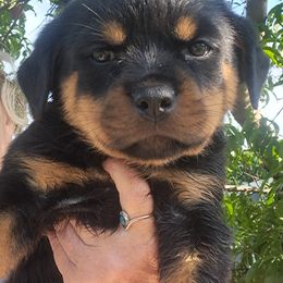 Girl 1 - Black and mahogany female Rottweiler puppy in De Witt, Iowa from Irish Eyes Kennels