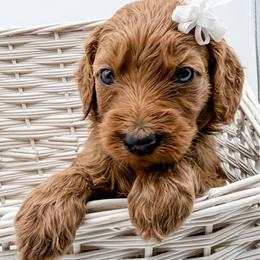 Zuppa - Red  female Goldendoodle puppy in Mecklenburg County, North Carolina from Rustic Road Doodles