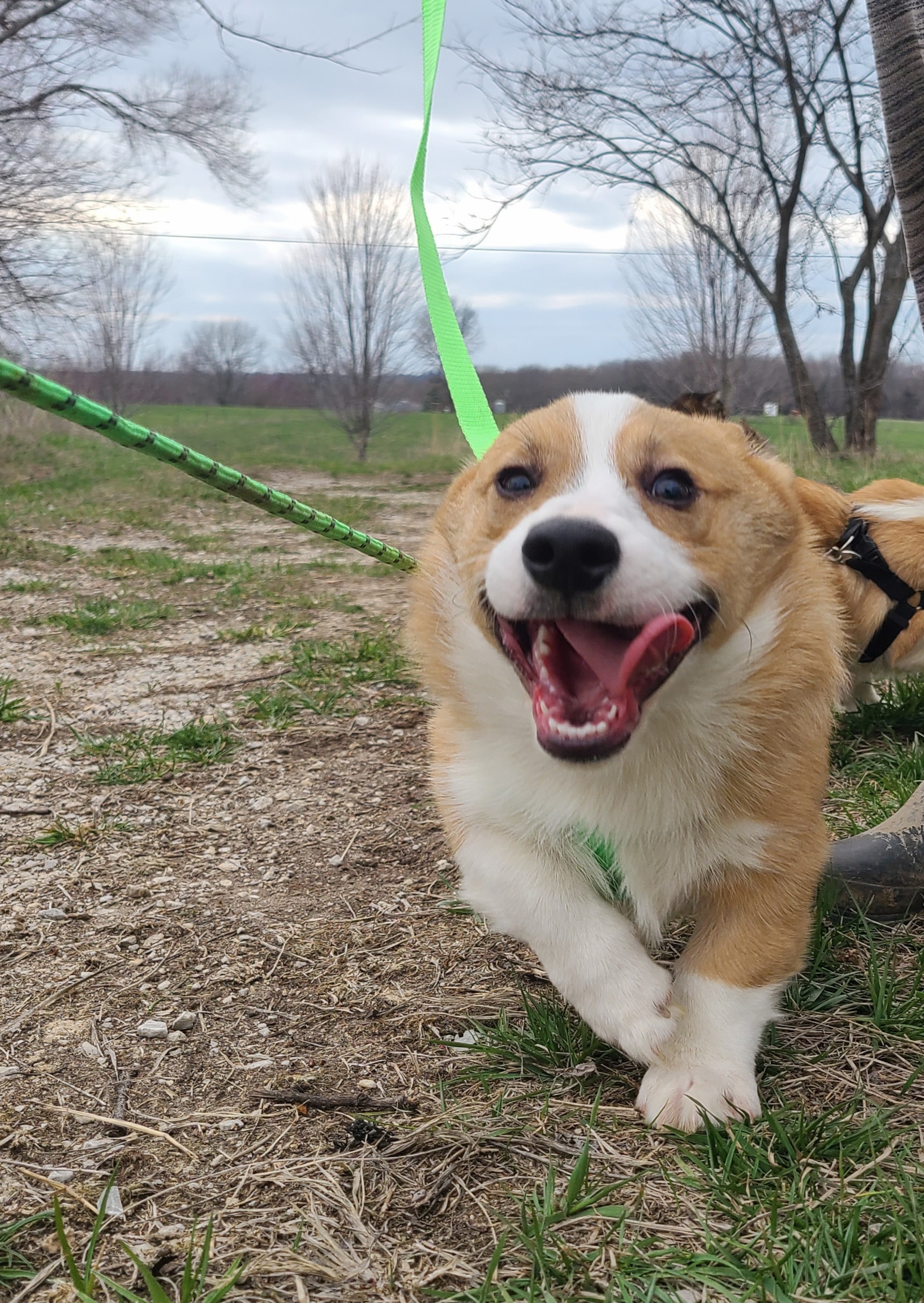 Boy 3/ Rollo - Fawn Pembroke Welsh Corgi puppy in Bates City, Missouri from Penny Lane Corgis