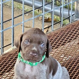 Boy 3 - Liver and white male German Shorthaired Pointer puppy in Henderson, Texas from C4 Gun Dogs