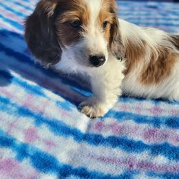 Dachshund Puppies from Grecian Kennel