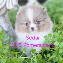 Autumn now Sedai - Blue merle female Pomeranian puppy in Oologah, Oklahoma from GG's Pomeranians