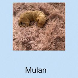 AKC Standard poodle Mulan - Red  female Poodle puppy in Harrisburg, Arkansas from Ransone’s Ridge Runners Poodles and Doodles