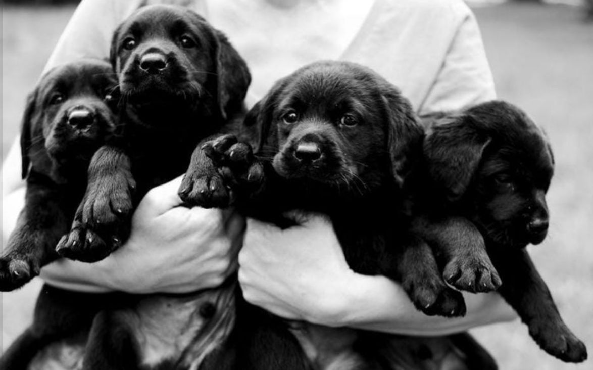 Potomac Labradors in Florida Labrador Retriever puppies Good Dog