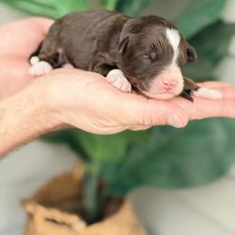 Brown - Brown and white male Bernedoodle puppy in Charleston, South Carolina from Palm Belle Doodles