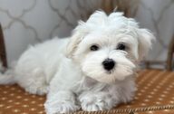 A trimmed Maltese pup poses on his bed