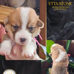Etta Stone - Red female Pembroke Welsh Corgi puppy in Fortine, Montana from North Star Pembroke Welsh Corgi's