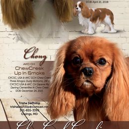 Chong - Cavalier King Charles Spaniel