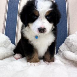 Blue boy - Tri-color male Bernese Mountain Dog puppy in Payson, Utah from Red Bridge Berners