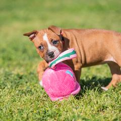 Staffordshire Bull Terrier Puppies from Vivace Staffords