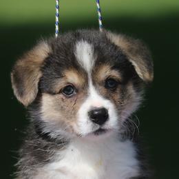Jaguar - Black and tan male Pembroke Welsh Corgi puppy in West, Texas from Rustic Spur Kennel
