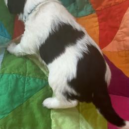Tess-turquoise - Tri-color female Bernedoodle puppy in Lynch Station, Virginia from Mini Bernedoodles by Ziva & Zac