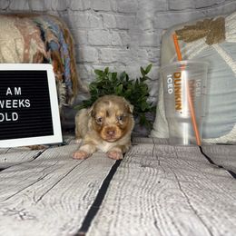 DUNKIN - Red merle male Miniature Australian Shepherd puppy in Peoria, Arizona from B My Sunshines Mini Aussies