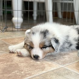 Australian Shepherd Puppies from Badlands Australian Shepherds