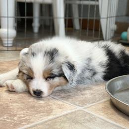 Australian Shepherd Puppies from Badlands Australian Shepherds