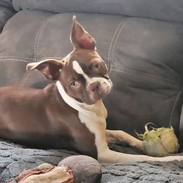 Mazie - Boston Terrier