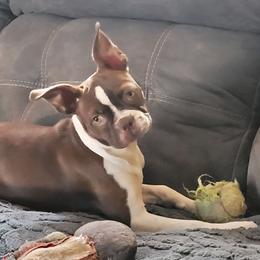 Mazie - Boston Terrier