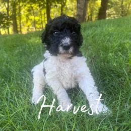 Harvest - Black and white male Bernedoodle puppy in Julian, Pennsylvania from Happy Valley Doodles