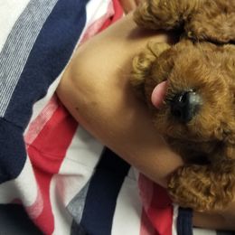 Bernedoodle and Goldendoodle Puppies from Happy Valley Doodles