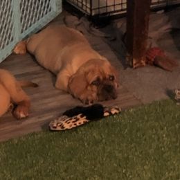 Dogue de Bordeaux Puppies from Robin Newland's Dogue de Bordeaux Puppies