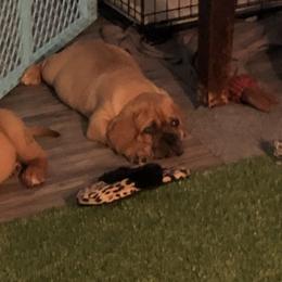 Dogue de Bordeaux Puppies from Robin Newland's Dogue de Bordeaux Puppies