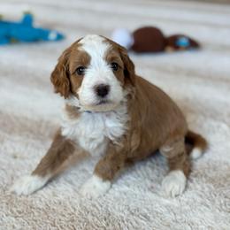 Wonder - Red  male Goldendoodle puppy in Wharton, Texas from Little Fur Friends