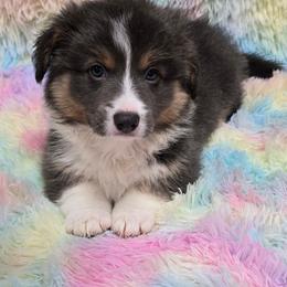 AMMON-FLUFFY with tail - Blue male Pembroke Welsh Corgi puppy in Walker, Iowa from Double K Corgis