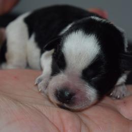 Cooper - Grey Boy - Parti male Miniature Schnauzer puppy in Oneonta, Alabama from Murphree Valley Kennels