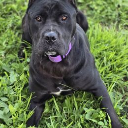 Shady - Cane Corso