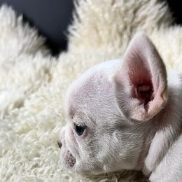 French Bulldog Puppies from Grand Frenchies