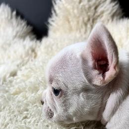 French Bulldog Puppies from Grand Frenchies