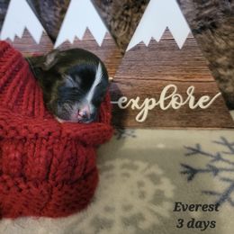 Australian Shepherd Puppies from Summit Australian Shepherds